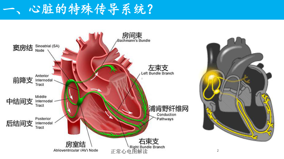 正常心电图解读培训课件.ppt_第2页