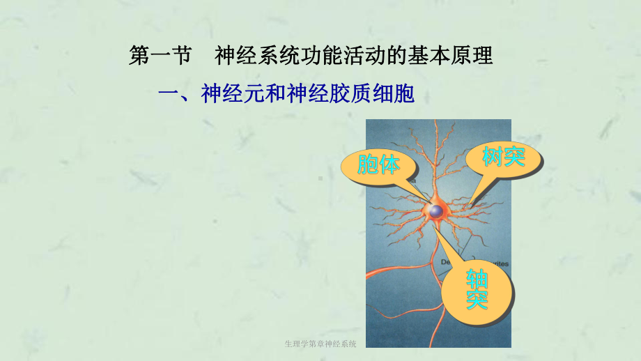 生理学第章神经系统课件.ppt_第2页