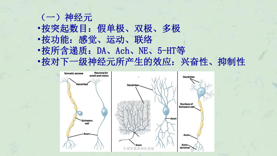 生理学第章神经系统课件.ppt_第3页