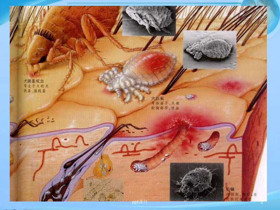 犬的皮肤病-课件.ppt_第2页
