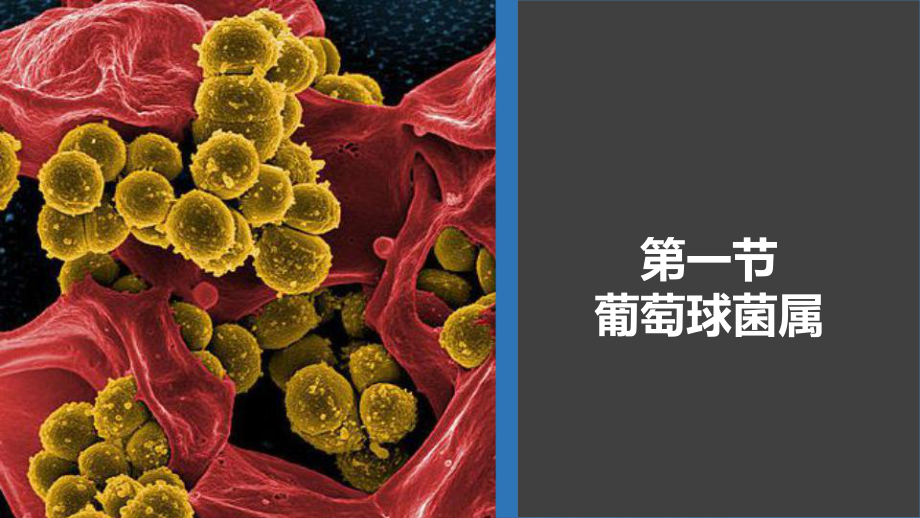 病原生物学与免疫学-第六章课件.ppt_第3页