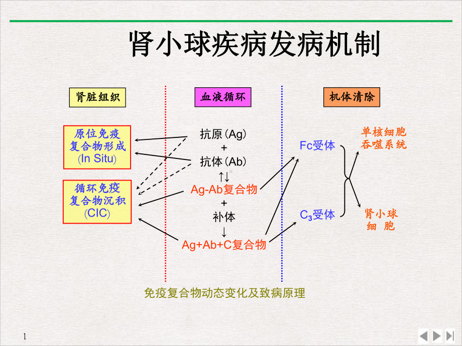 激素和免疫抑制剂在原发性肾小球肾炎中的使用教学课件.ppt_第2页