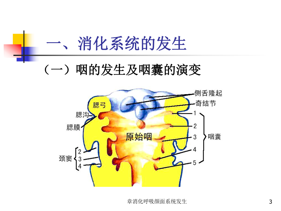 消化呼吸颜面系统发生课件.ppt_第3页