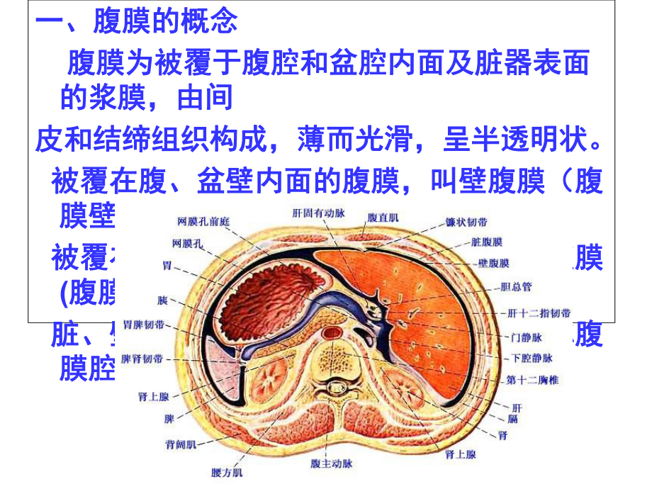 正常人体解剖学之腹膜课件.ppt_第2页