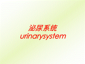 泌尿系统urinarysystem培训课件.ppt