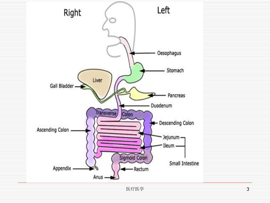 消化道肿瘤(行业运用)课件.ppt_第3页