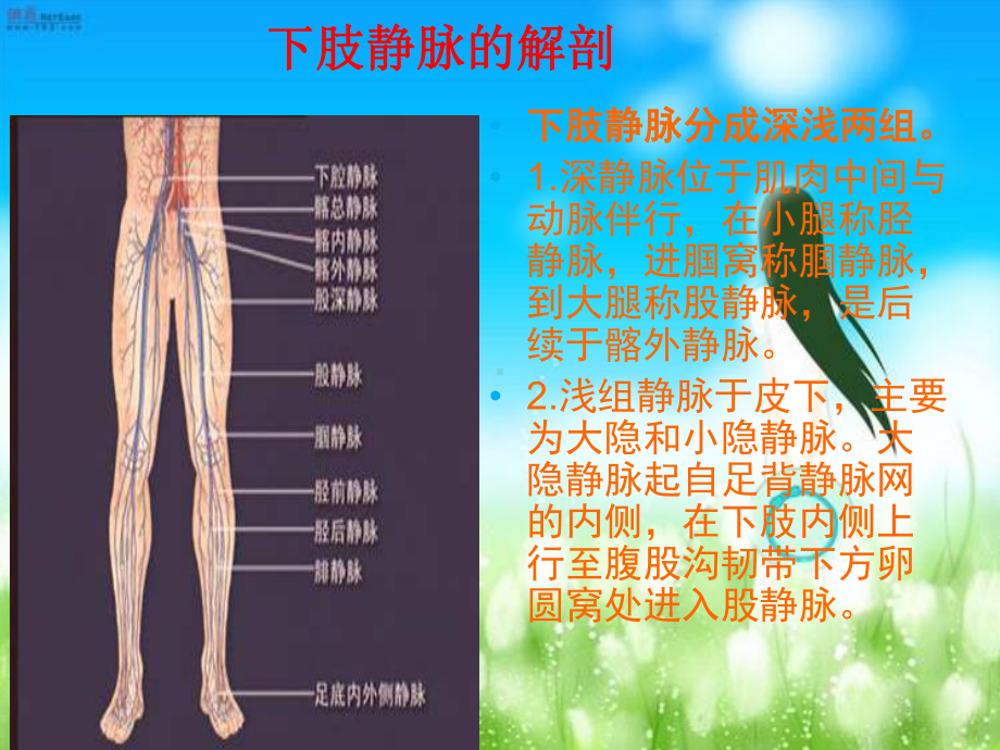 深静脉血栓的预防与护理课件.ppt_第3页