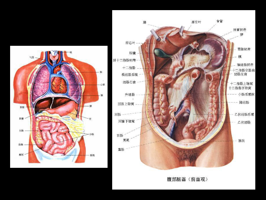 病毒性肝炎预防和治疗课件.ppt_第2页