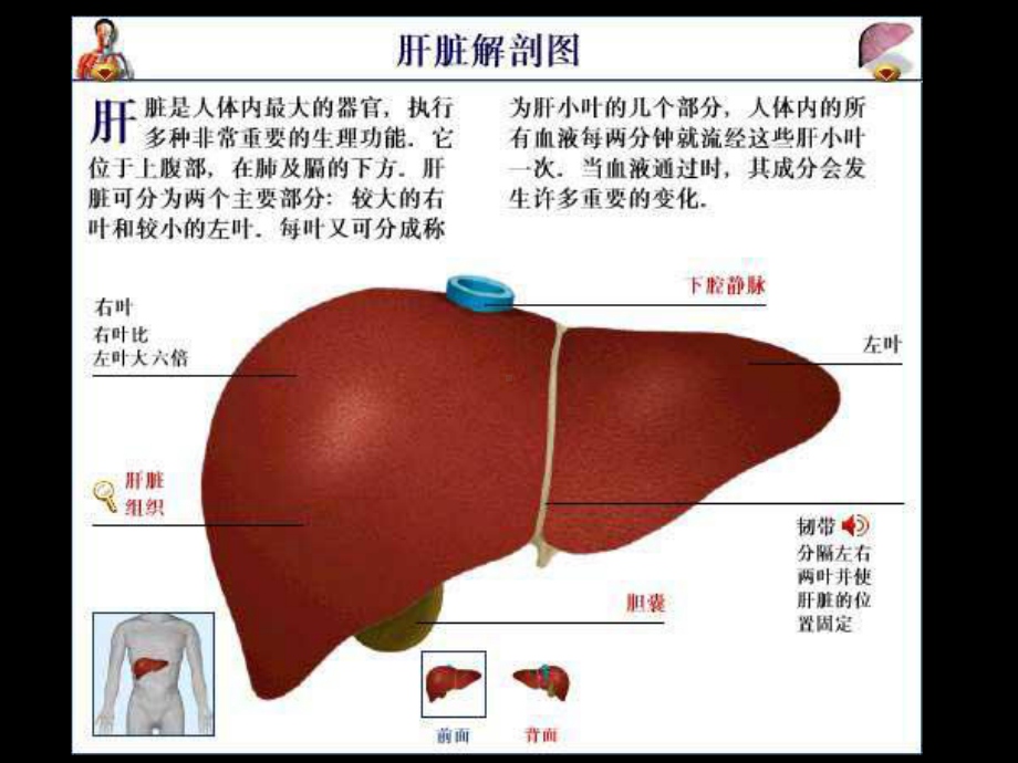 病毒性肝炎预防和治疗课件.ppt_第3页