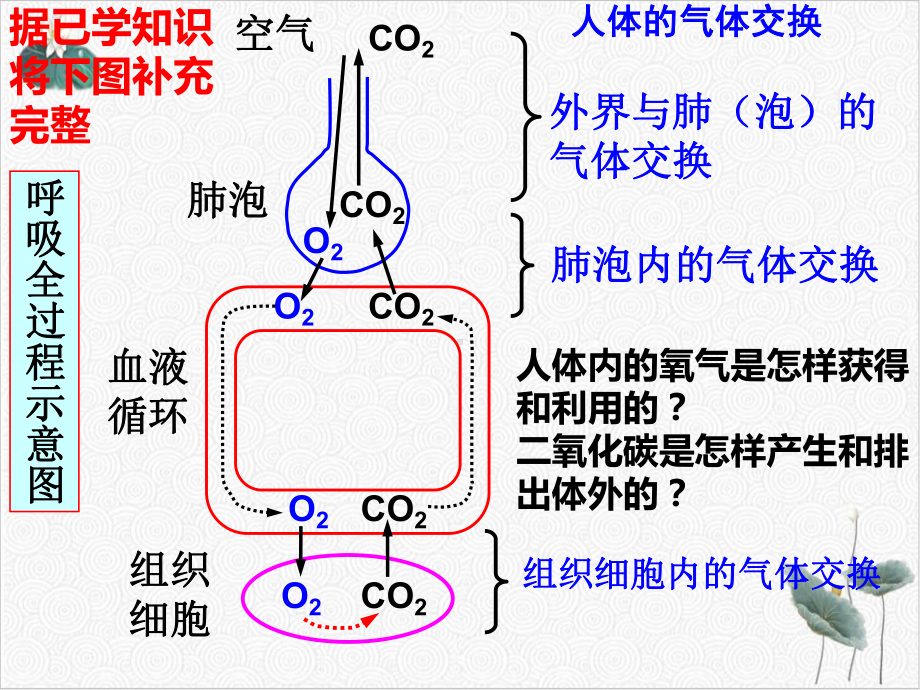 生物的呼吸和呼吸作用浙教版八级科学下册课件2.pptx_第2页