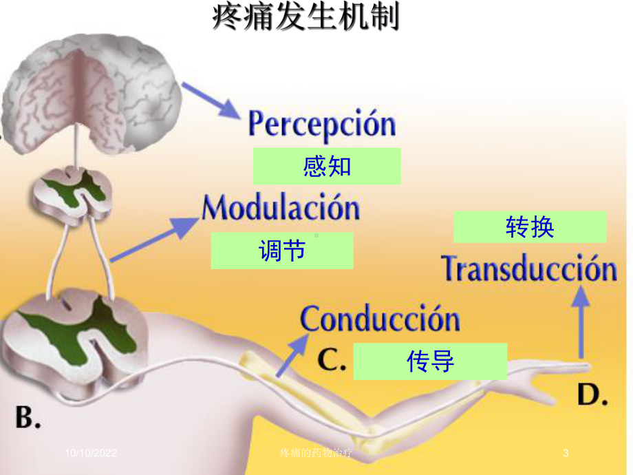 疼痛的药物治疗培训课件.ppt_第3页