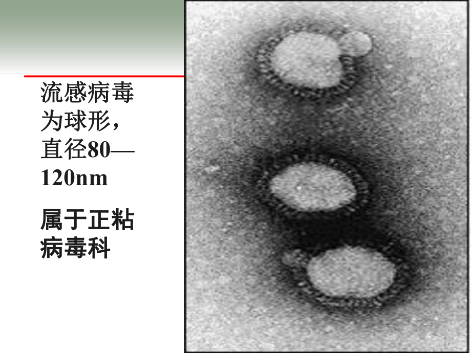 流感现场处置课件.ppt_第3页