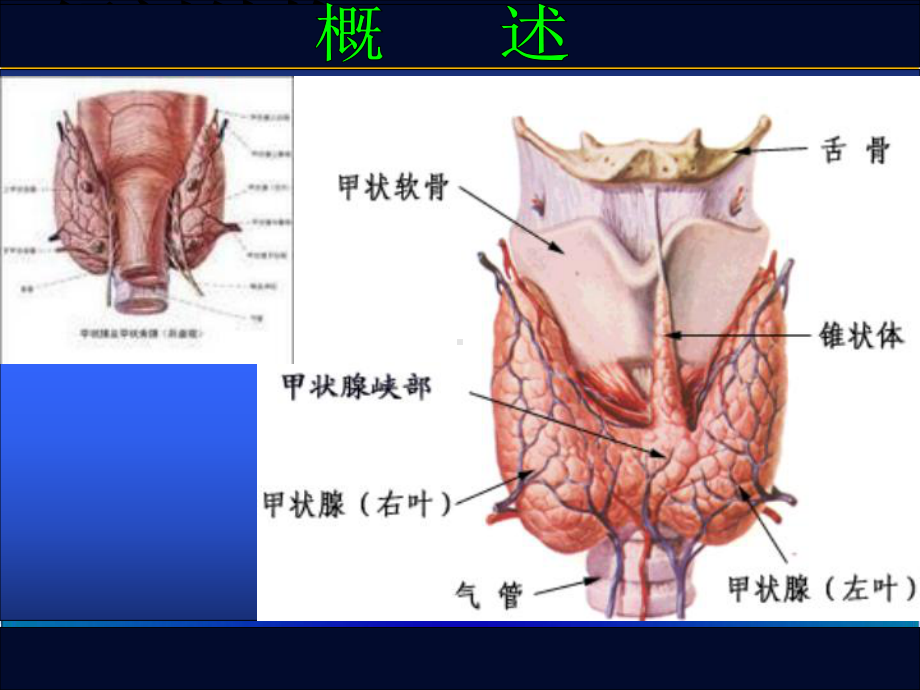 甲亢医学知识宣讲培训课件.ppt_第3页