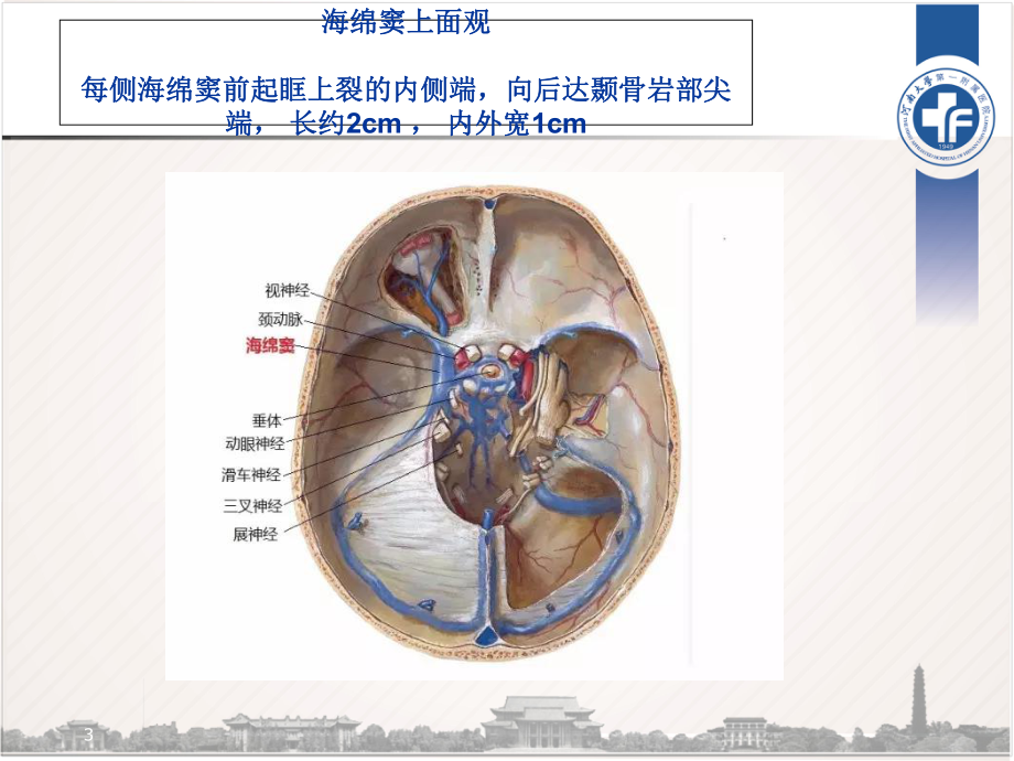 海绵窦区解剖参考课件.ppt_第3页