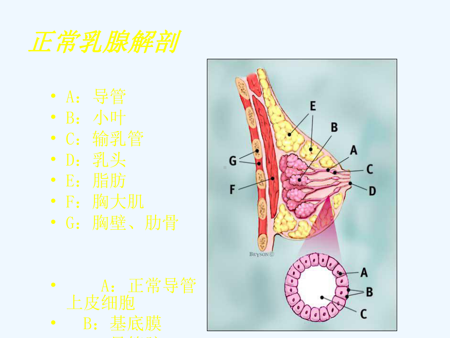 乳腺疾病超声诊断.ppt_第3页