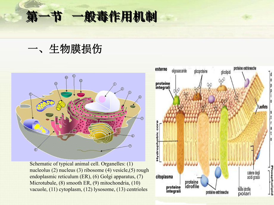 外源化学物的毒理作用机制课件.ppt_第2页