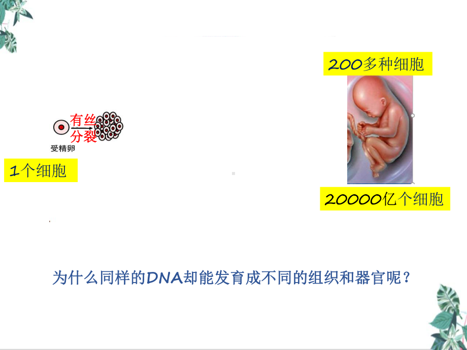 基因的选择性表达及表观遗传公开课课件.pptx_第2页