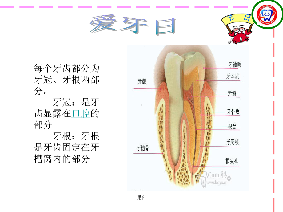 学习版爱牙日课件.ppt_第3页