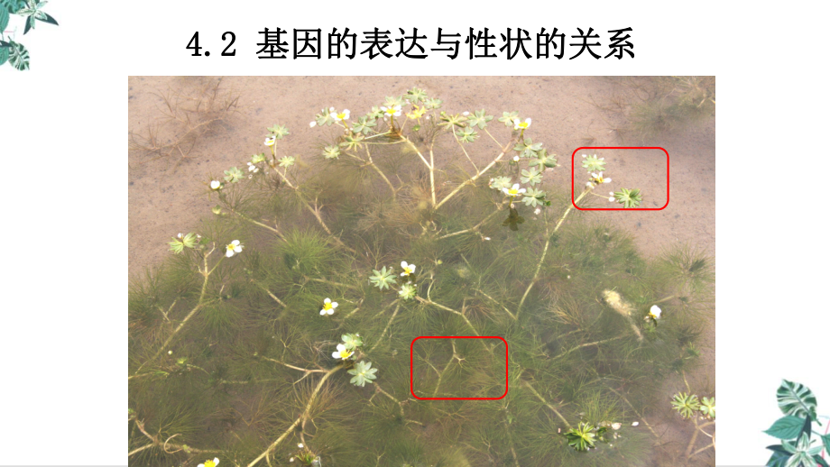 基因表达与性状的关系人教高中生物必修二公开课课件.pptx_第1页