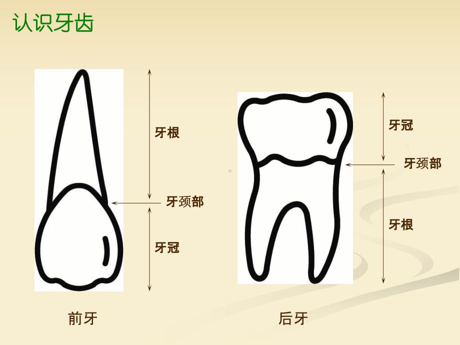 实习生讲课常见口腔疾病与防课件.ppt_第3页