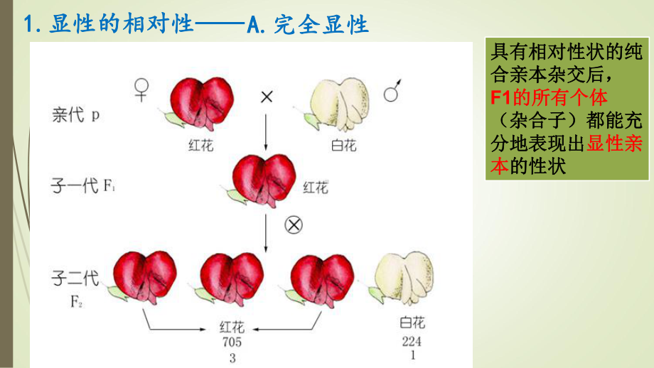 孟德尔遗传规律的扩展优秀课件.pptx_第3页