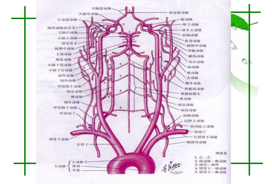 头颈部血管的CT MR诊断课件.ppt_第2页