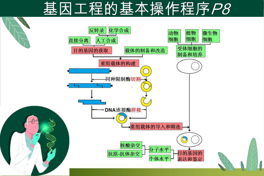 基因表达载体的构建张课件.pptx_第1页