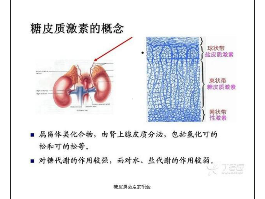 常用糖皮质激素类药物的临床应用课件.pptx_第2页