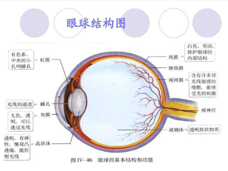 急性闭角型青光眼护理查房课件.ppt_第3页