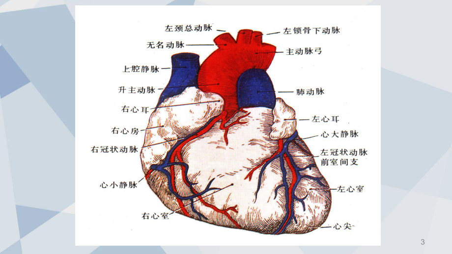 心脏解剖及正常超声心动图课件.ppt_第3页