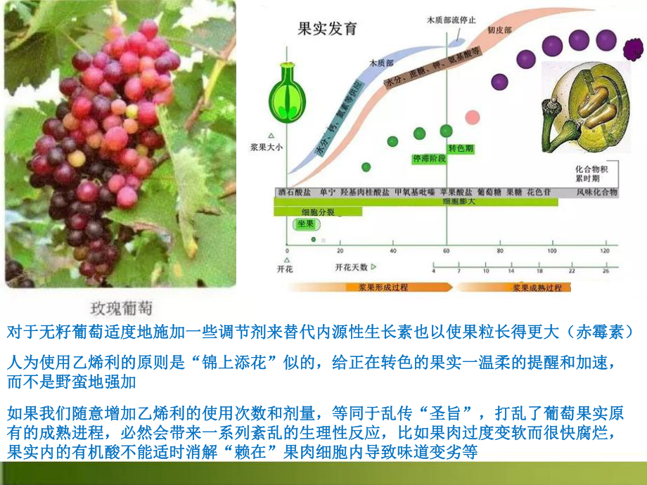 新（人教版材）植物生长调节剂的应用优秀1课件.pptx_第2页