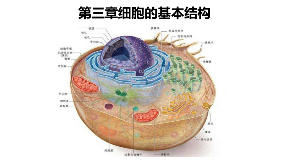 新教材人教版《细胞膜的结构和功能》课件1.pptx_第1页