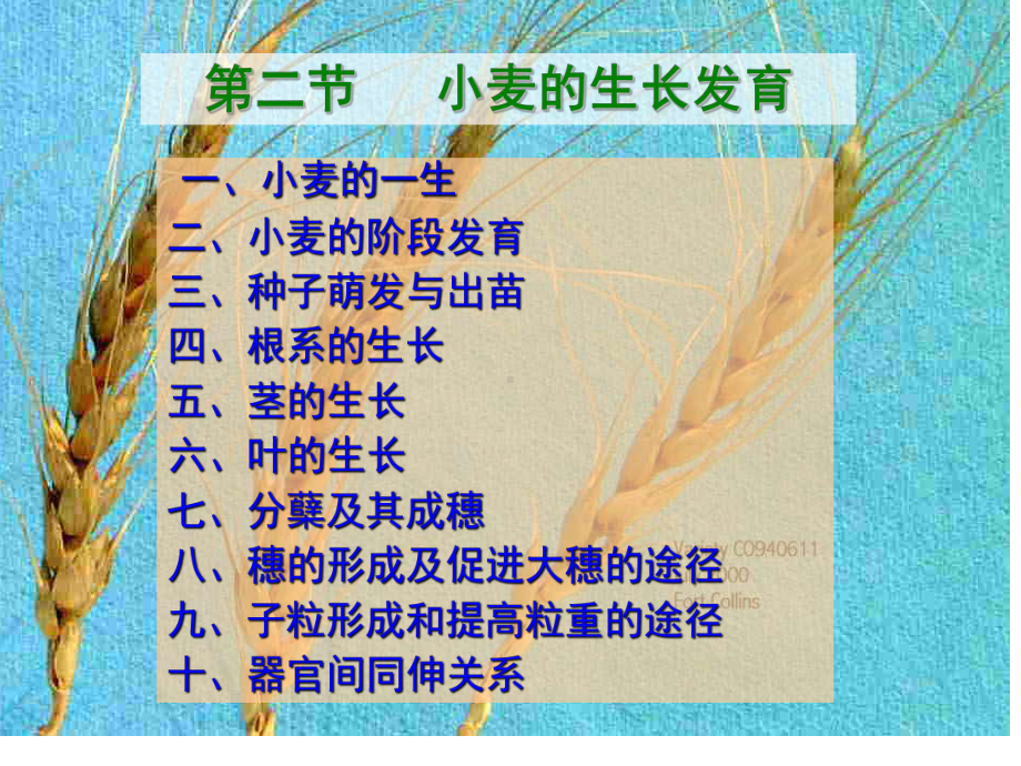 小麦课件2(2020年整理).ppt_第1页