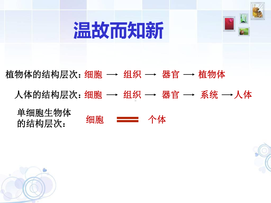 教学用 单细胞生物课件.ppt_第1页