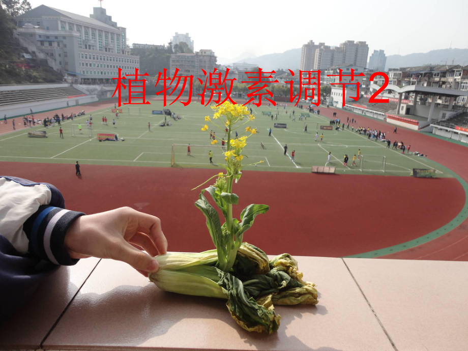 植物激素调节2学习培训课件.ppt_第1页