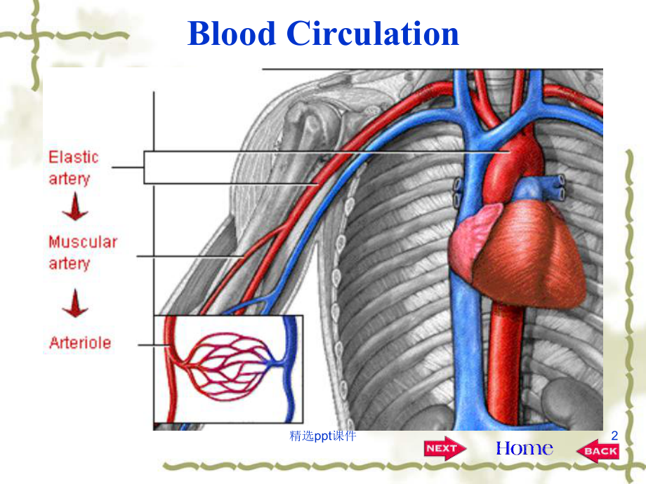 心血管生理学课件.ppt_第2页