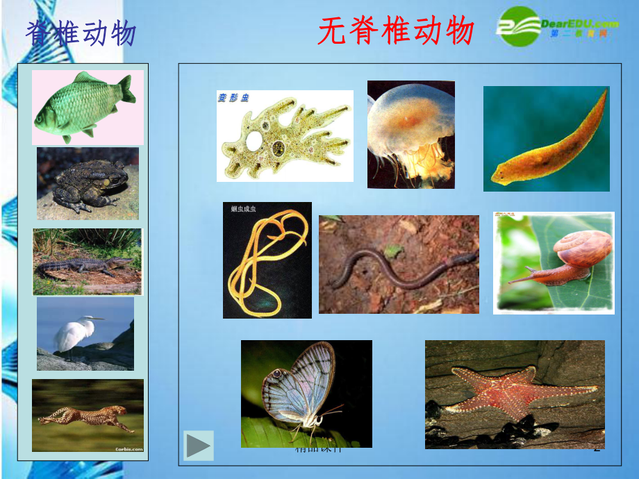 常见的无脊椎动物完整课件.ppt_第2页