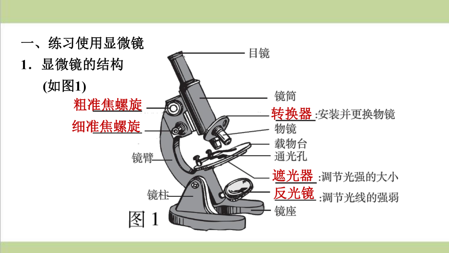 新人教版七年级上册生物 第二单元 生物体的结构层次 期末重点复习课件.ppt_第2页