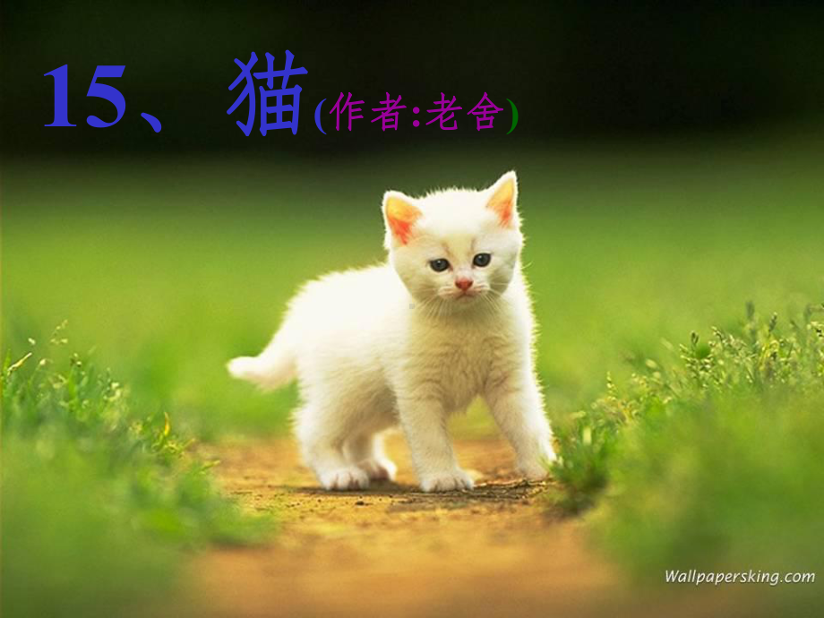 小学语文《猫》1精课件.ppt_第1页