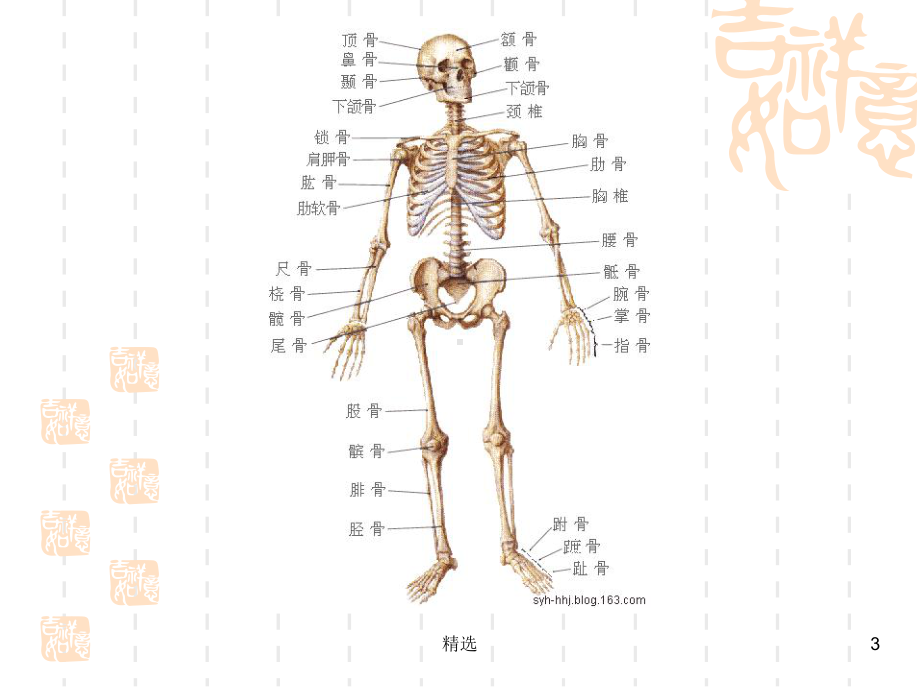 幼儿卫生与保健 运动系统最新课件.ppt_第3页