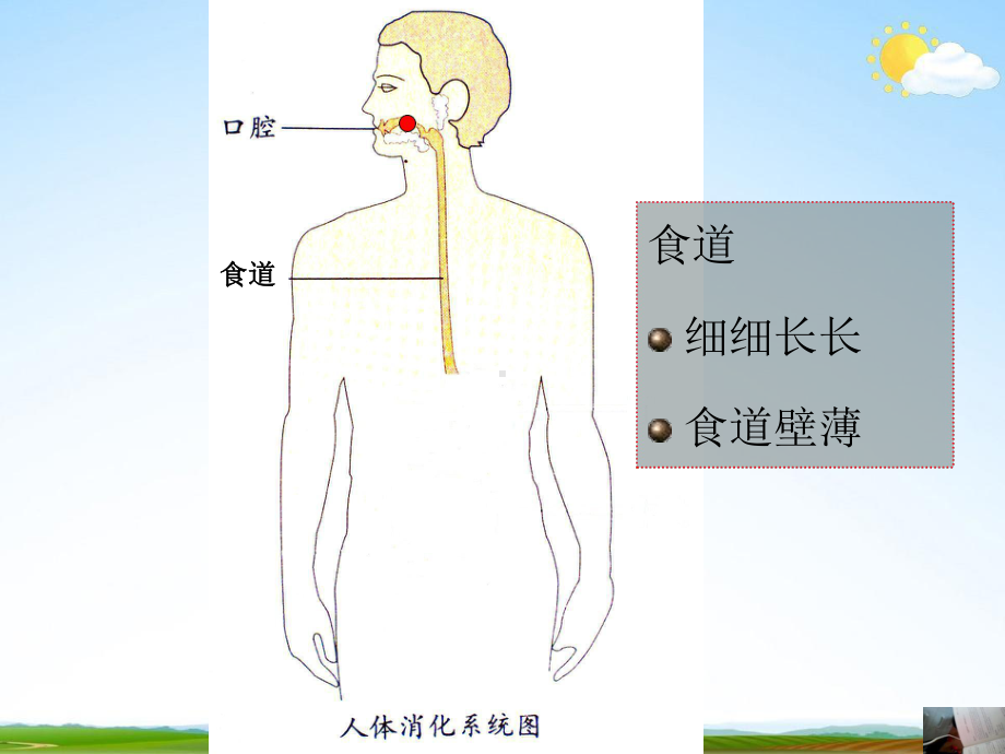 幼儿园大班健康《保护我的肠和胃》教学课件学前班儿童活动优秀公开课.pptx_第3页