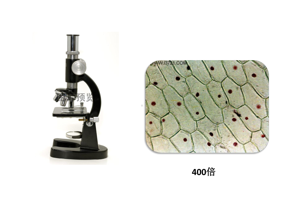小学六年级下科学《用显微镜观察身边的生命世界(二)》课件.pptx_第3页
