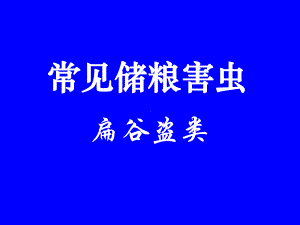 常见储粮害虫之扁谷盗类辨识课件.ppt