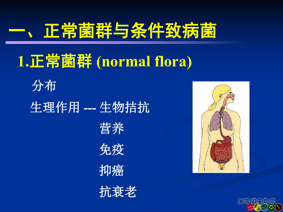 微生物的感染与致病机制课件.ppt_第3页