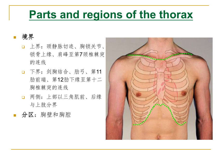 局部解剖学之胸部教学课件.ppt_第2页