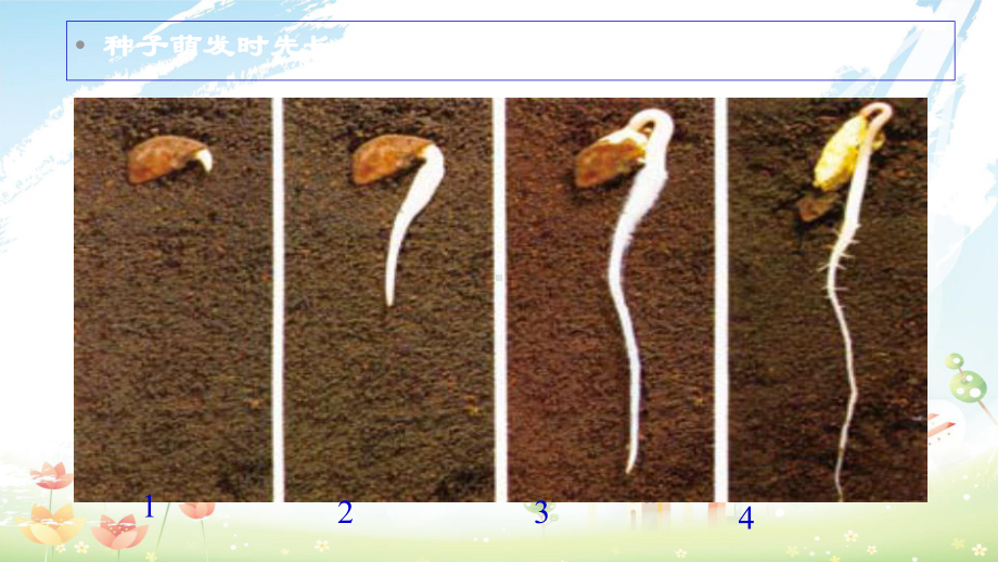 教科版小学三年级下册科学第一单元《植物的生长变化》课件.ppt_第3页