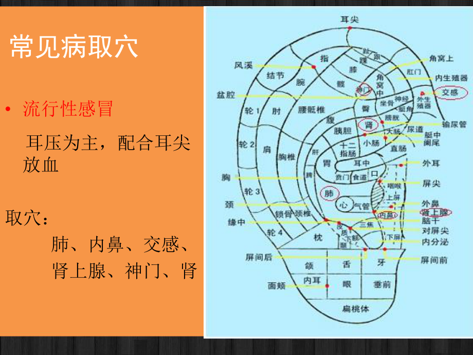 常见病的耳穴疗法课件.ppt_第2页