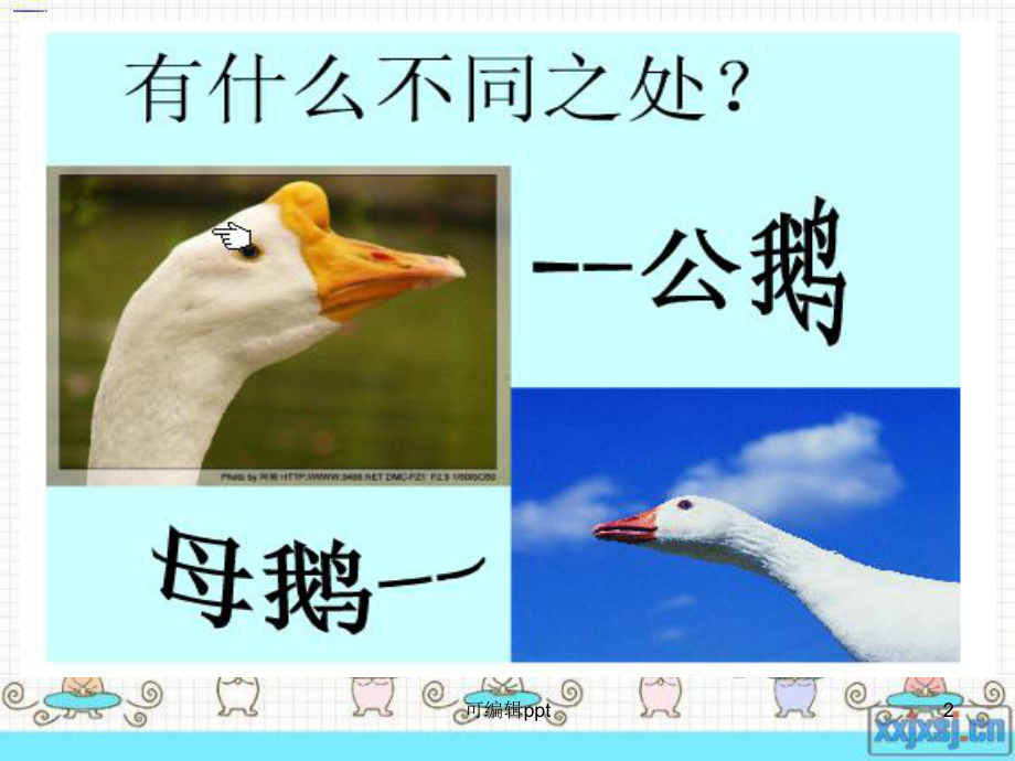 小学语文四年级上册《白公鹅》课件.ppt_第2页