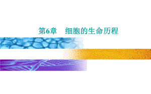 新教材《细胞的分化》课文分析人教版课件.pptx