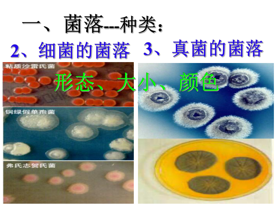 山东省八年级生物会考复习课件：11细菌和真菌、病毒(人教版).ppt_第3页